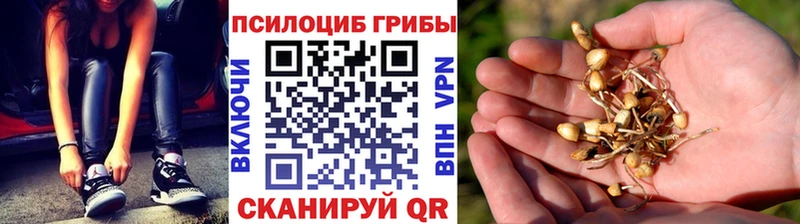 Галлюциногенные грибы Psilocybe  где можно купить   Ершов 